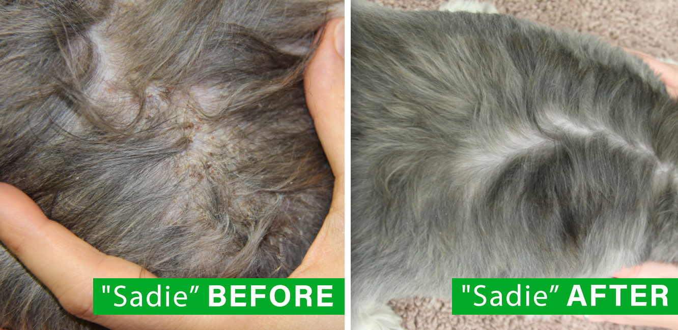 Sadie — before and after
